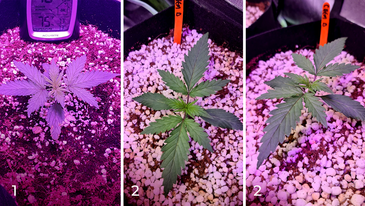 Chemdawg auto guide: week 2 Chemdawg auto guide: week 2