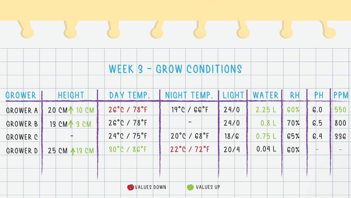 Orange Sherbet Auto Cannabis Strain Week-by-Week Guide: Week 3 grow conditions