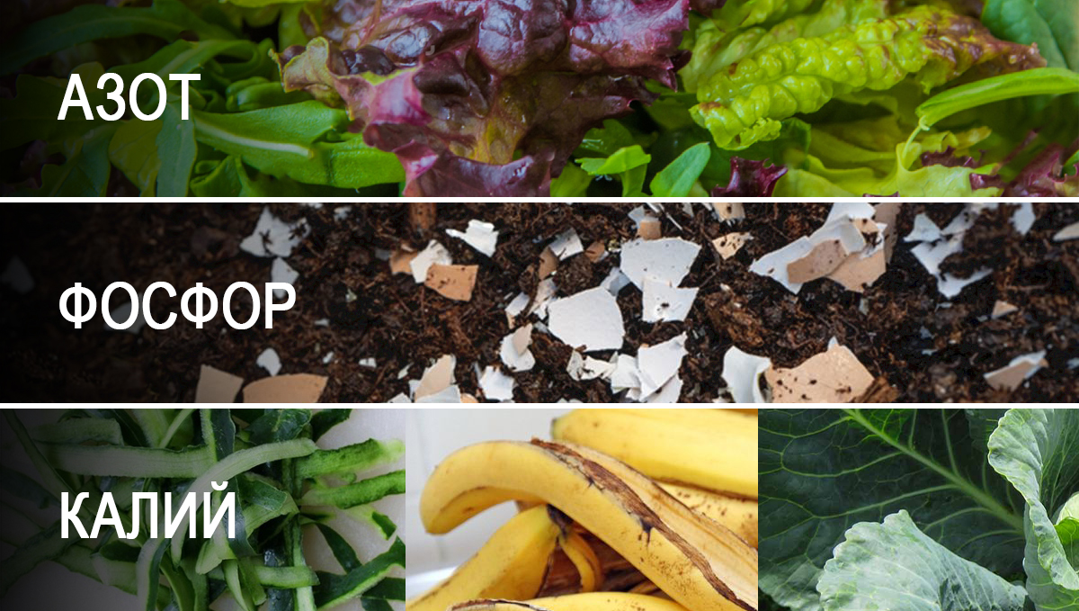 compost_elements_ru.jpg Composting: sources of NPK