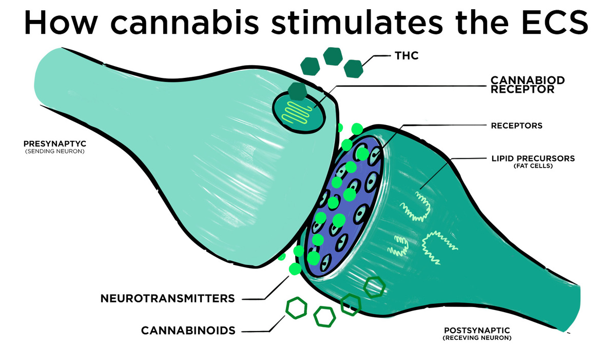 Can Cannabis Treat Depression?: ECS Graph Representation