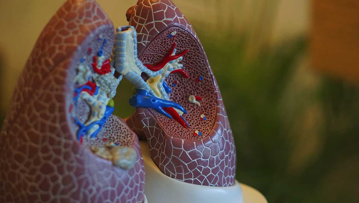 Truth or Myth: Does Coughing Get You Higher? The act of coughing plus the THC may create an illusion of a bigger high. Truth or Myth: Does Coughing Get You Higher? The act of coughing plus the THC may create an illusion of a bigger high.