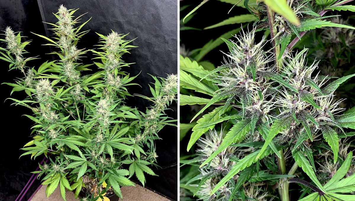 Basics of growing autos in soil: week 6