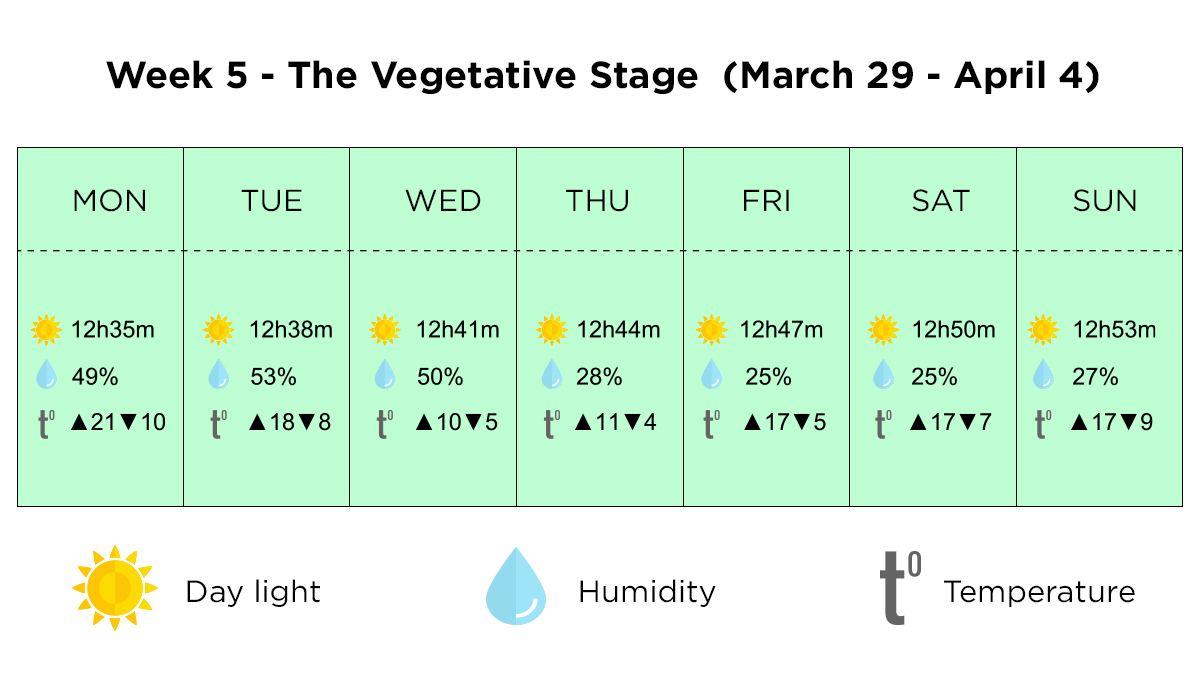Growing cannabis outdoors in Italy: week 5 of the vegetative stage