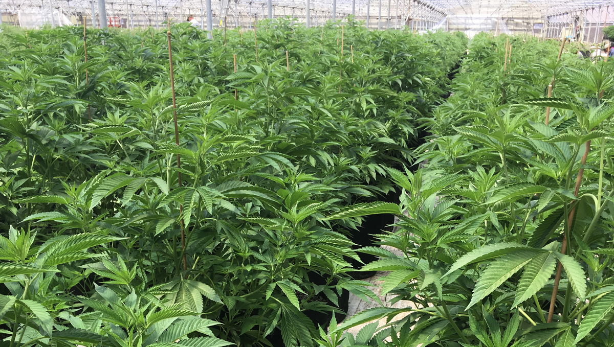 Top-Tipps zur Bewässerung deiner Cannabispflanzen Top-Tipps zur Bewässerung deiner Cannabispflanzen