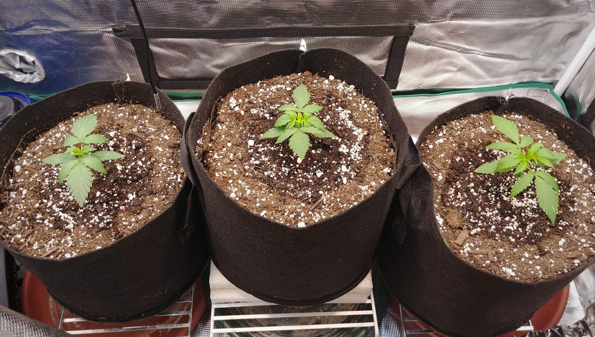Wedding Cheesecake Auto grown in soil