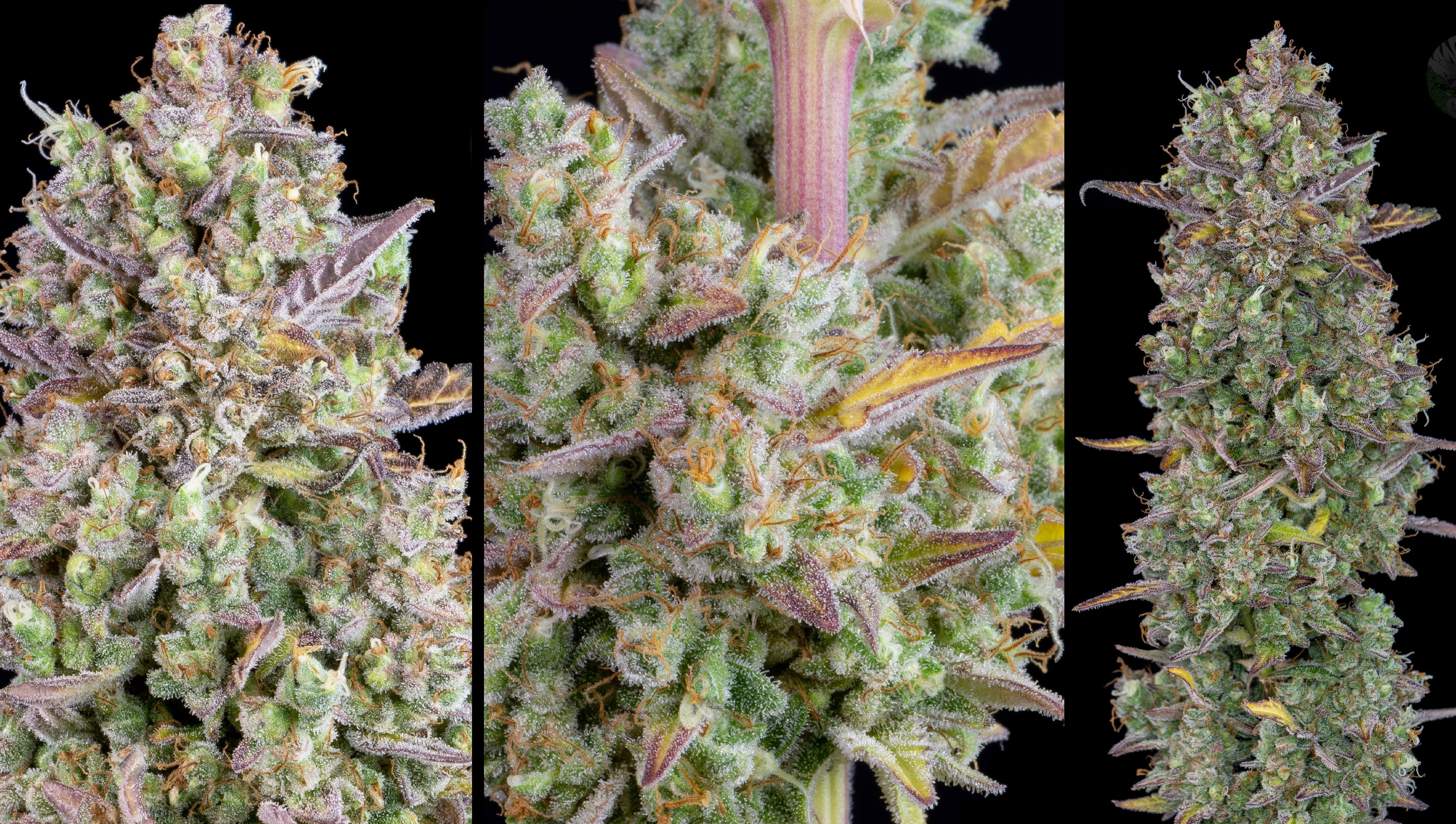 Flowers covered in trichomes