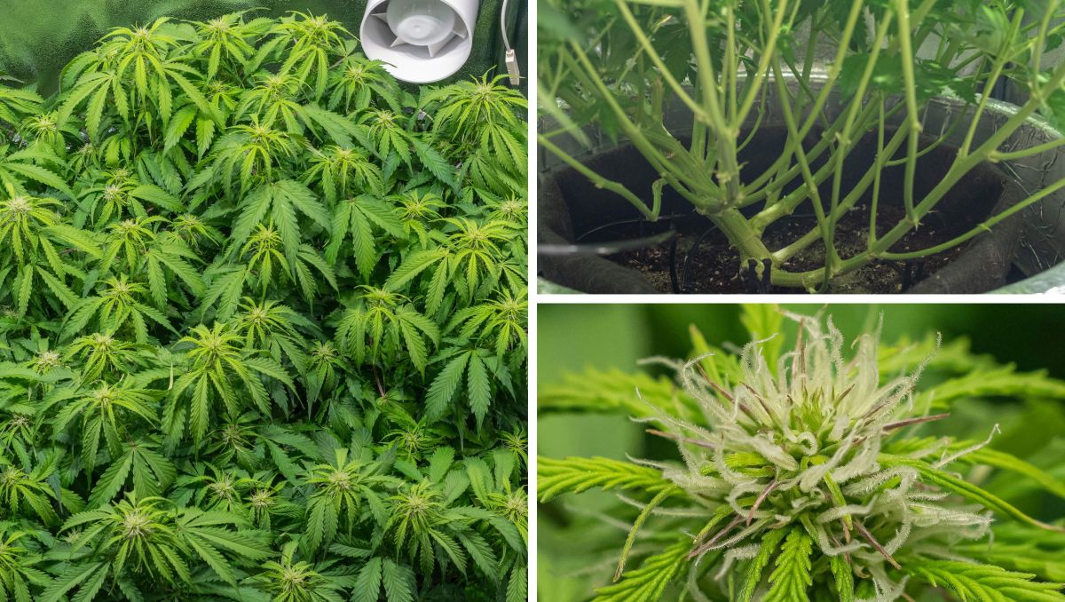 Gorilla Cookies Auto, guía semanal de la variedad: Sigue densa después de Lollipopping Gorilla Cookies Auto, guía semanal de la variedad: Sigue densa después de Lollipopping