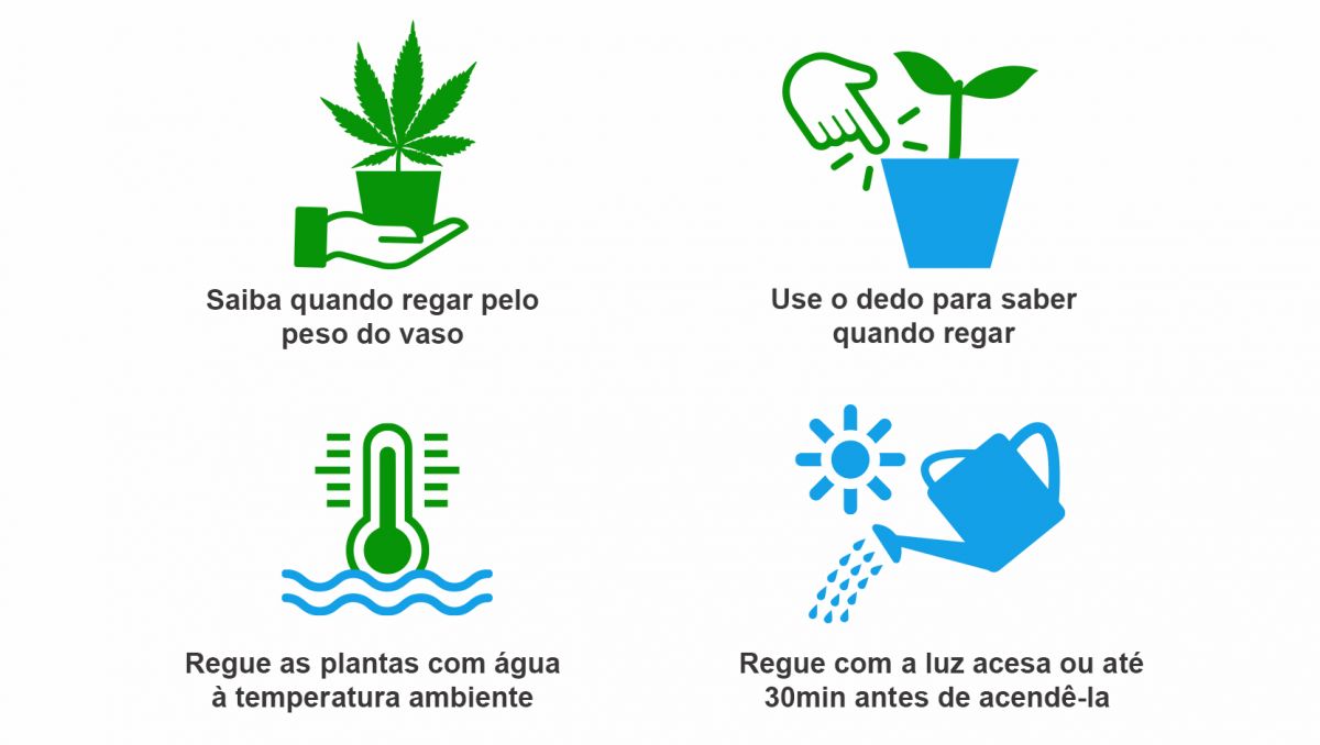 Com que frequência devo regar as minhas plantas: melhores dicas