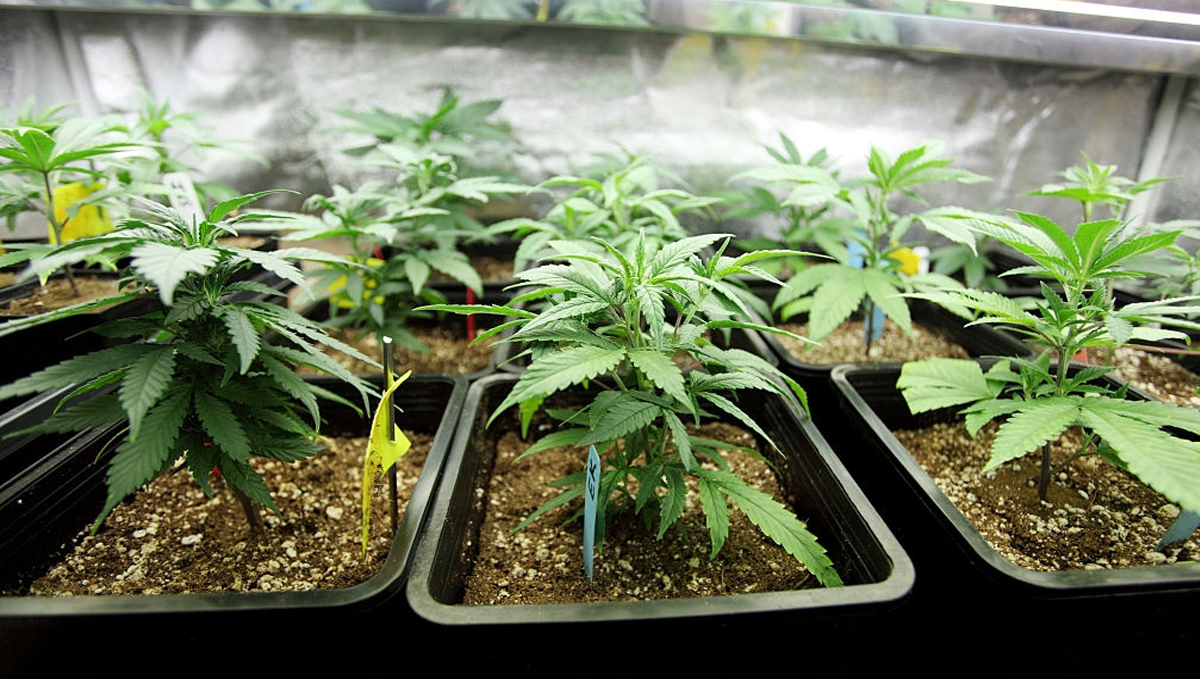 Canna feeding chart: canna aqua Canna feeding chart: canna aqua