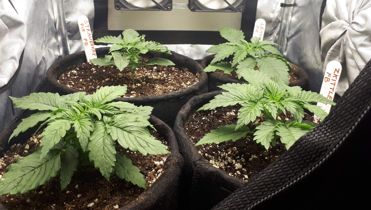 Strawberry Pie Auto Cannabis Strain Week-by-Week Guide: 2-weeks old marijuana seedlings in small textile bags Strawberry Pie Auto Cannabis Strain Week-by-Week Guide: 2-weeks old marijuana seedlings in small textile bags