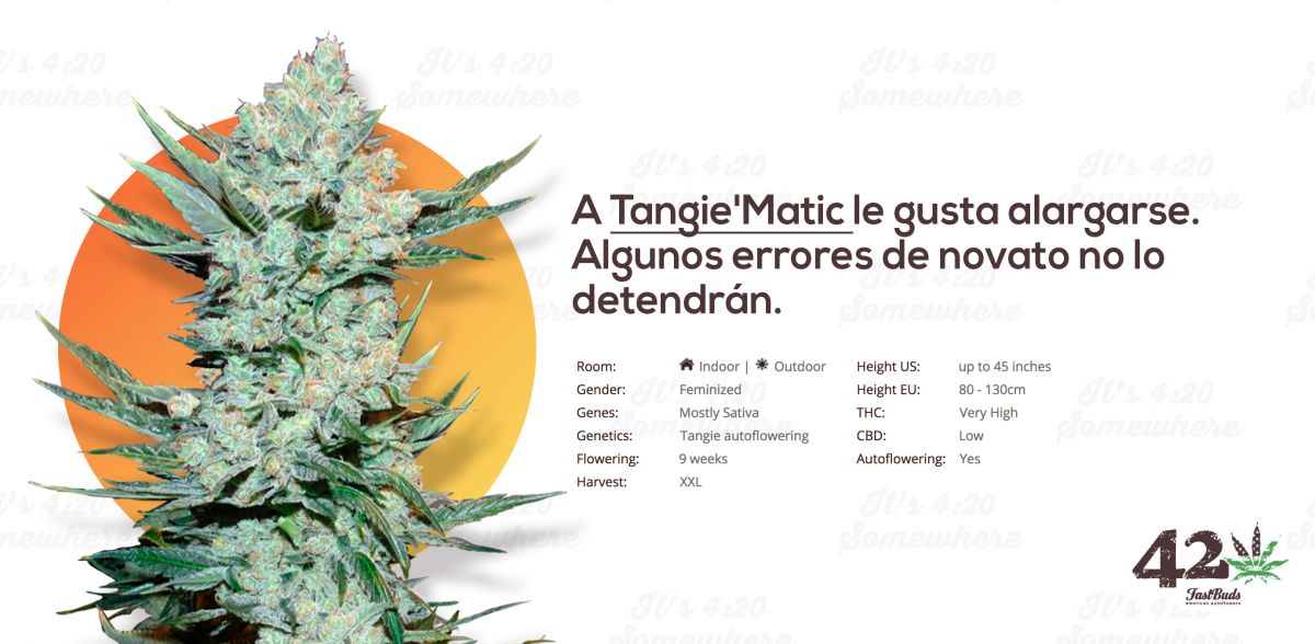 Fast Buds' Autoflower Tangie, Tangie'Matic