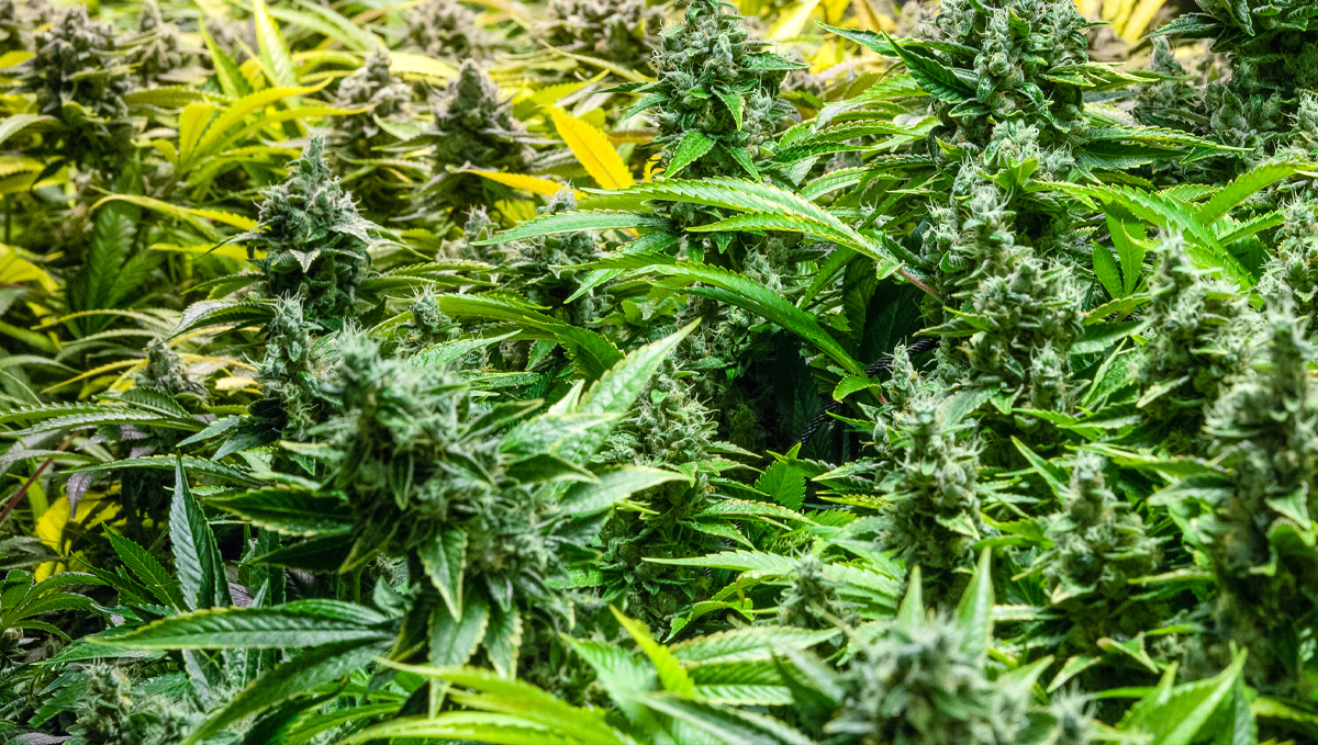 Shogun usage guide: sumo boost