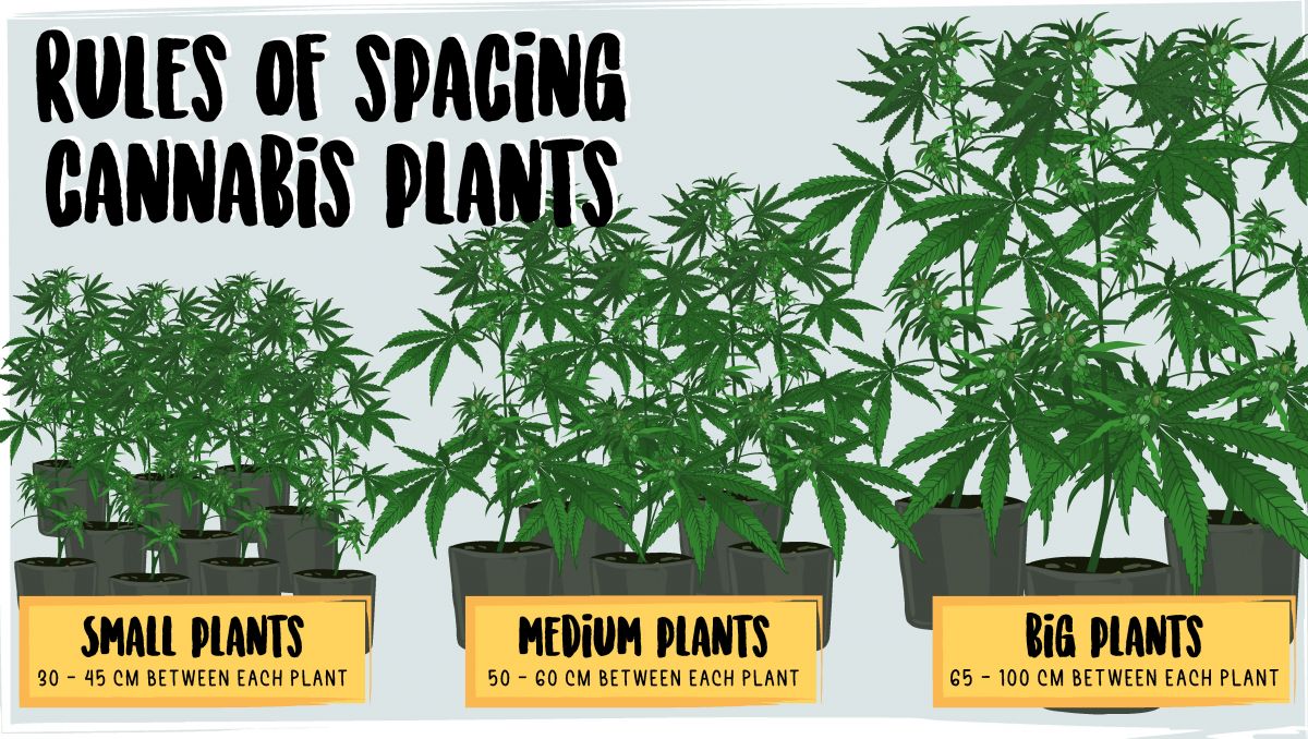 Jak pěstovat samonakvétací konopí venku: Rozložení