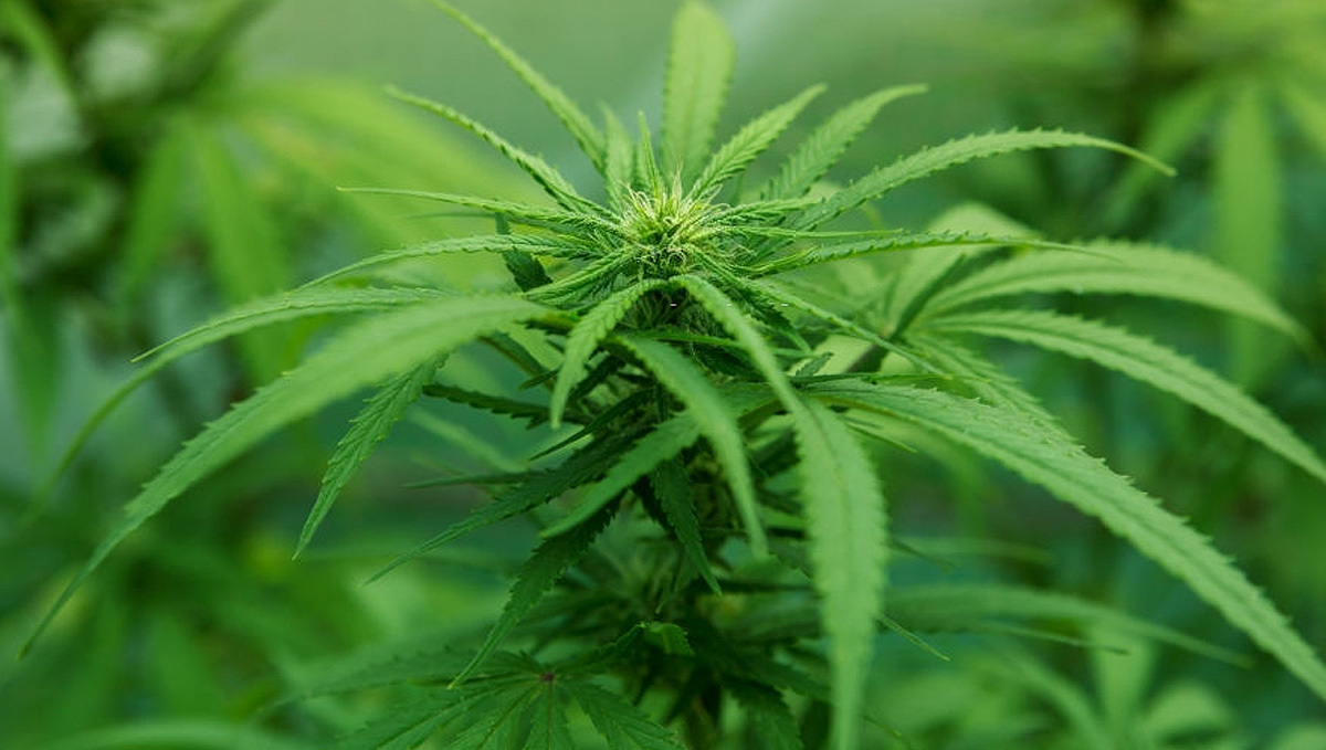 Deine Anleitung zur Cannabis-Blüte: Weibliche Vorblüte