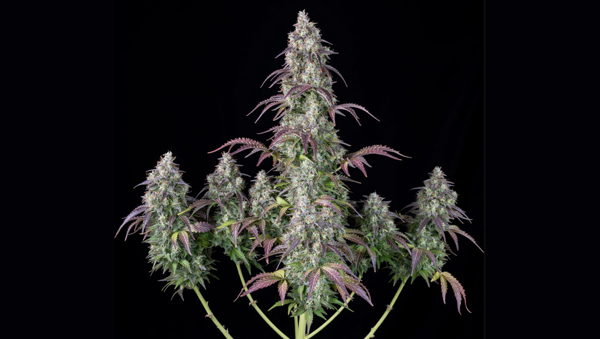 Lemon Pie Auto de nuestro cultivador Hawkbo Lemon Pie Auto de nuestro cultivador Hawkbo
