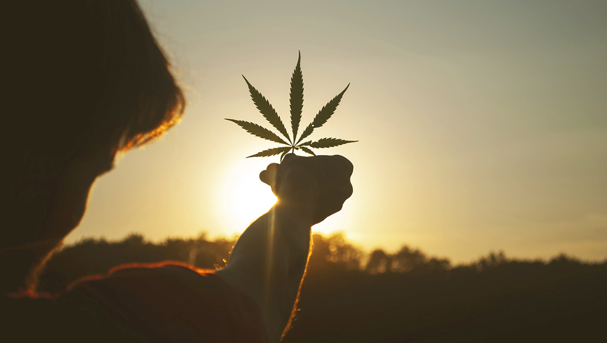 Caryophyllene could aid in the treatment of certain cancers. Caryophyllene could aid in the treatment of certain cancers.