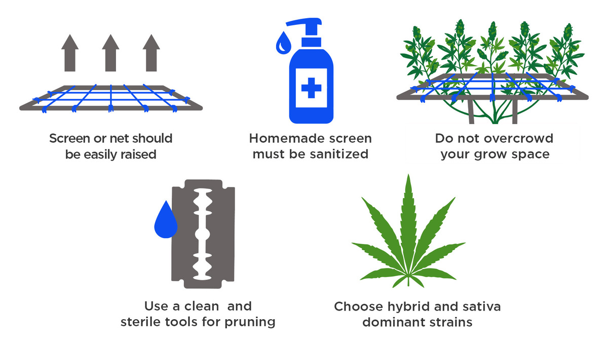 How To Grow Autoflowering Seeds Using SCROG: Top 5 tips How To Grow Autoflowering Seeds Using SCROG: Top 5 tips