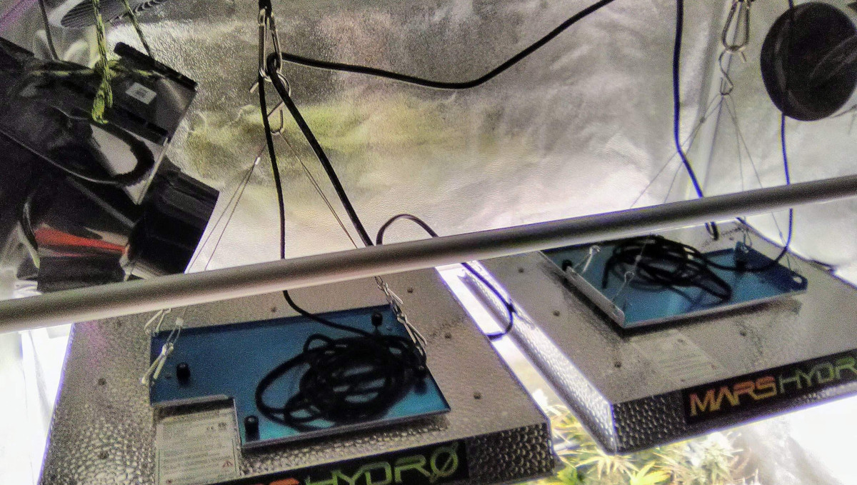 Strawberry Pie Auto Cannabis Strain Week-by-Week Guide: 2 Mars Hydro LEDs in a grow tent Strawberry Pie Auto Cannabis Strain Week-by-Week Guide: 2 Mars Hydro LEDs in a grow tent