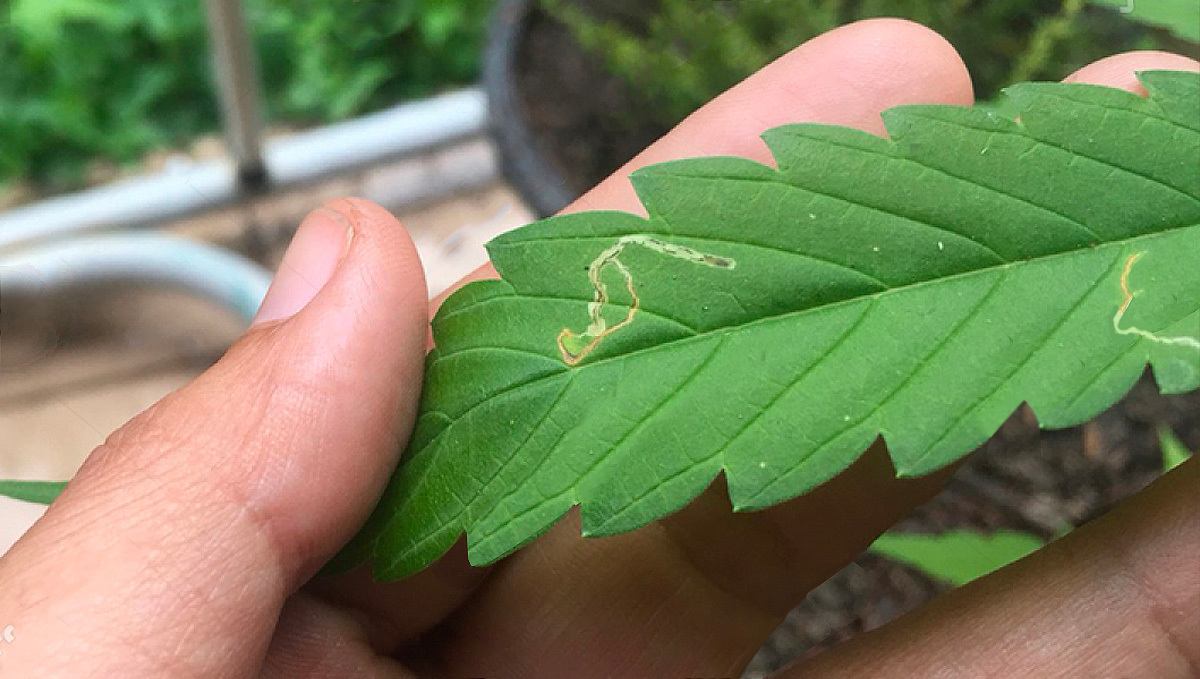 Where Are Leaf Miners Found