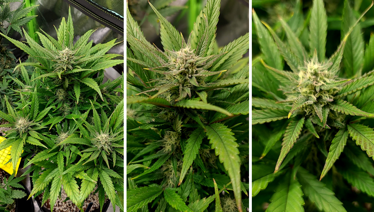 AK auto cannabis strain: week 7