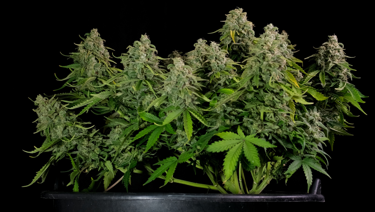 How to increase thc: harvest at the right time How to increase thc: harvest at the right time