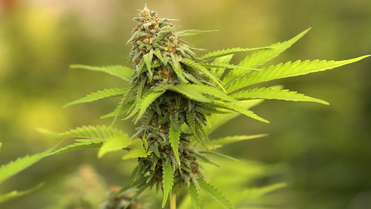 Pěstování samonakvétacího konopí venku: rostlina konopí ve fázi kvetení Pěstování samonakvétacího konopí venku: rostlina konopí ve fázi kvetení