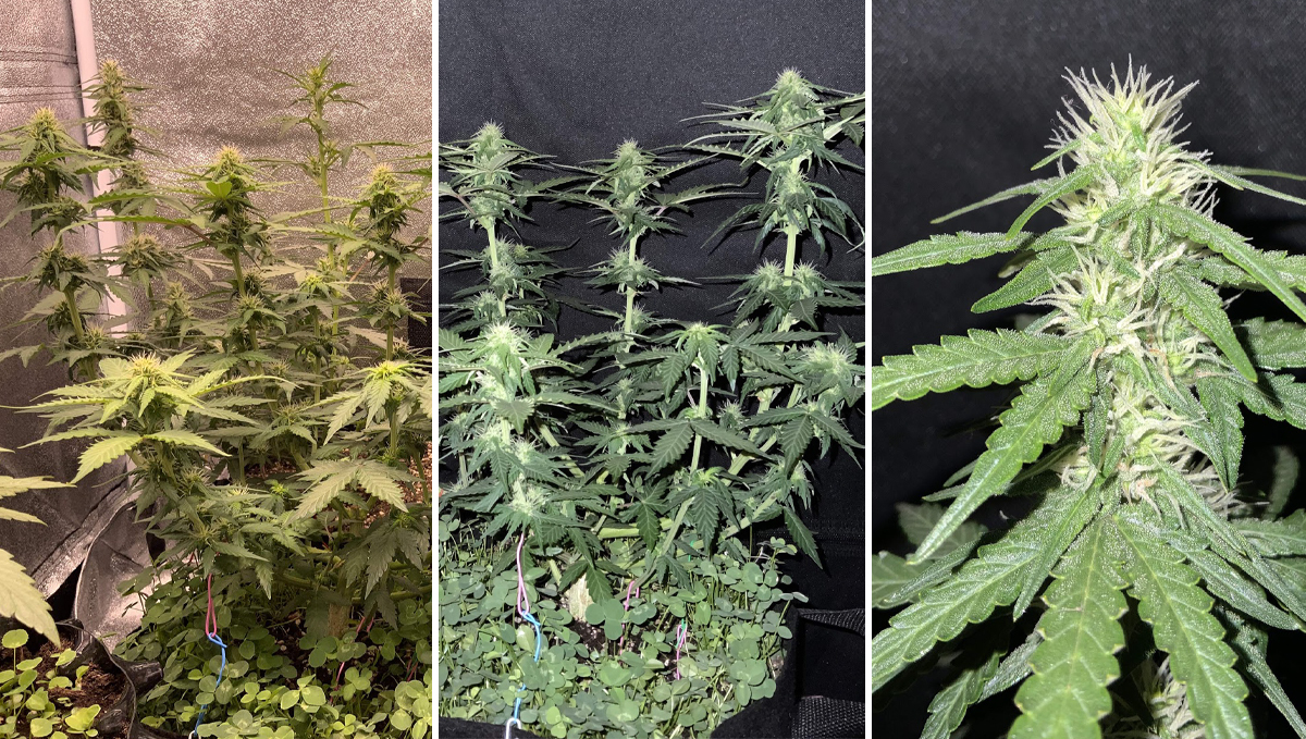 Jack Herer Auto: week 6