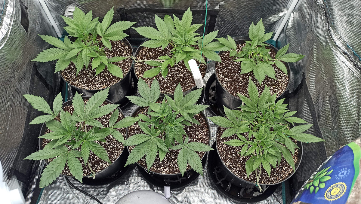 Strawberry Pie Auto Cannabis Strain Week-by-Week Guide: 4-weeks-old autoflowers, some topped Strawberry Pie Auto Cannabis Strain Week-by-Week Guide: 4-weeks-old autoflowers, some topped