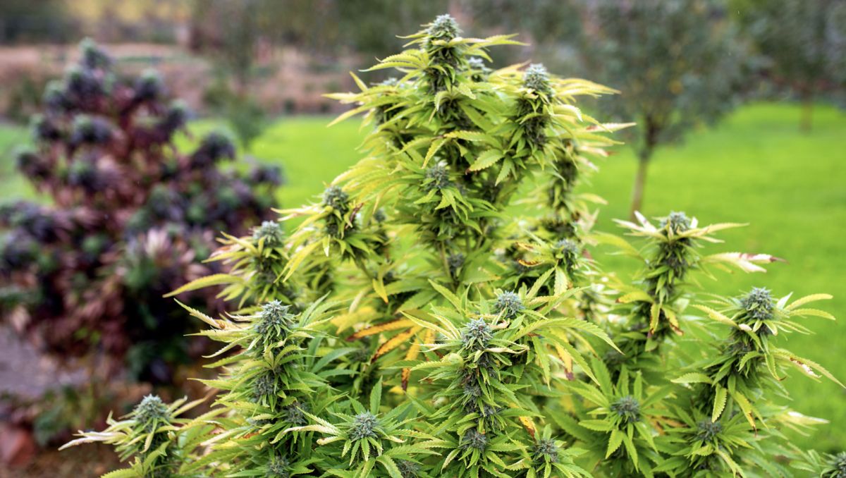 Remo nutrients usague guide: astroflower