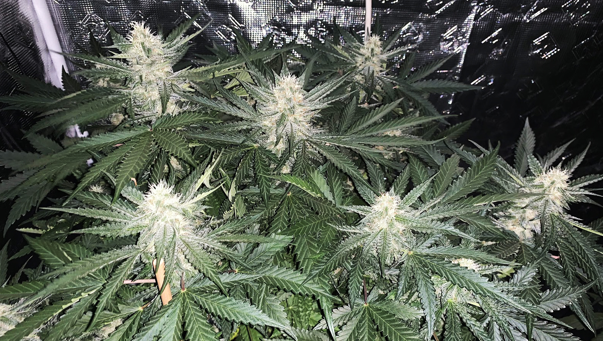 Die Blüte-Phase: Woche 3