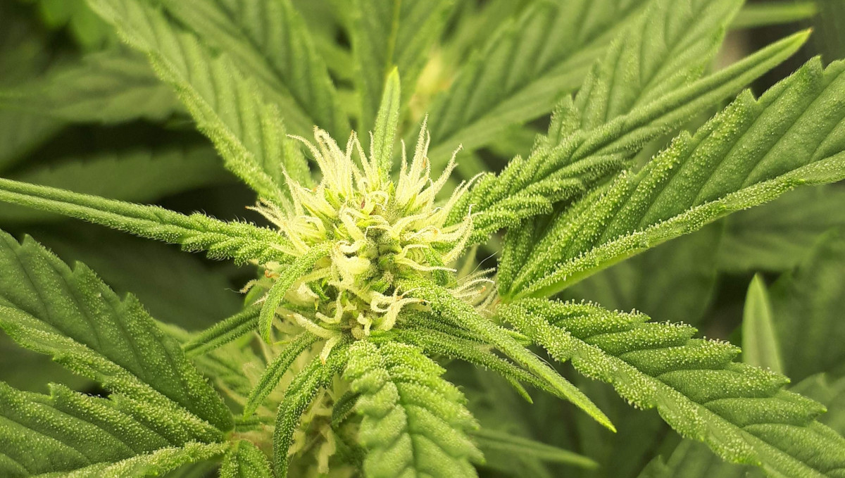 Strawberry Pie Auto Cannabis Strain Week-by-Week Guide: Young white female pistils on top and young trichomes on sugar leaves Strawberry Pie Auto Cannabis Strain Week-by-Week Guide: Young white female pistils on top and young trichomes on sugar leaves