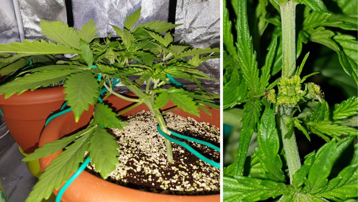 Orange Sherbet Auto Cannabis Strain Week-by-Week Guide: Young cannabis plant in a plastic container trained and topped