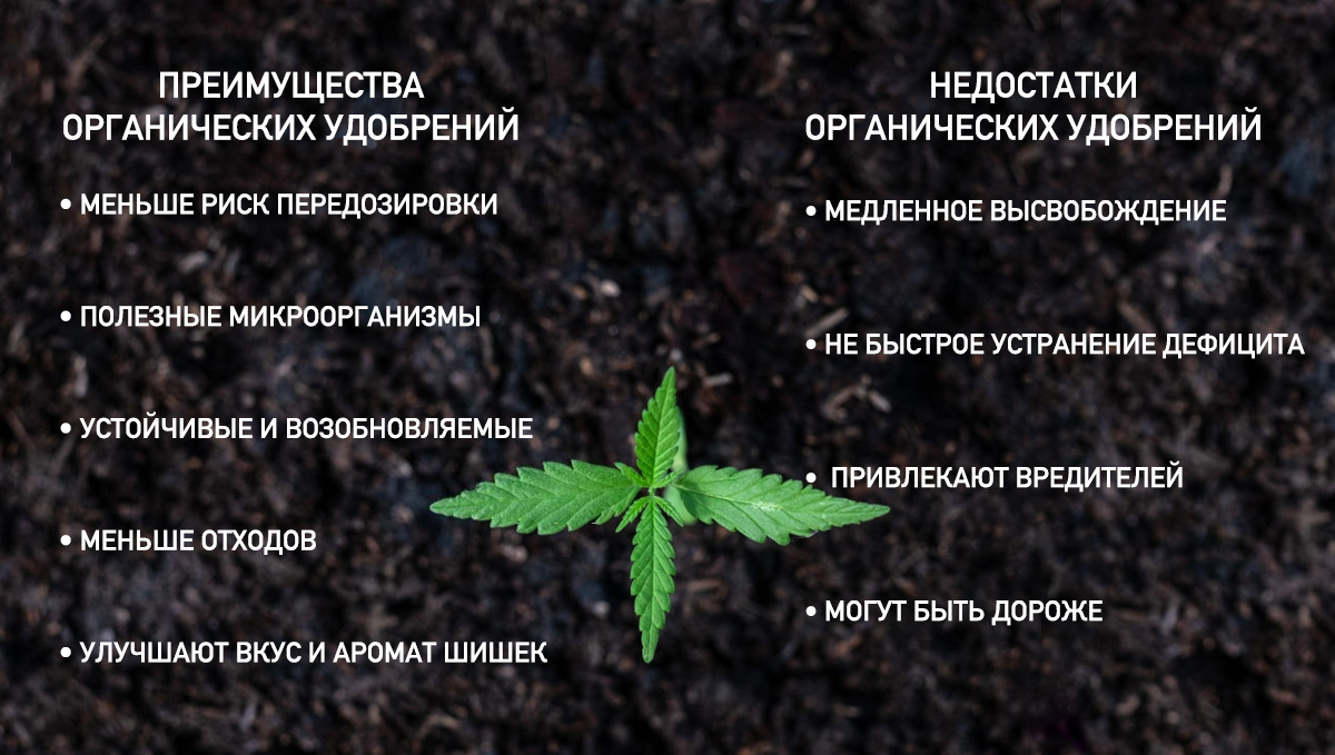organic_pros_cons_rus.jpg