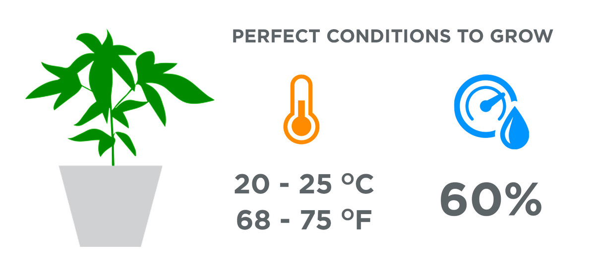 Perfect Conditions to grow cannabis