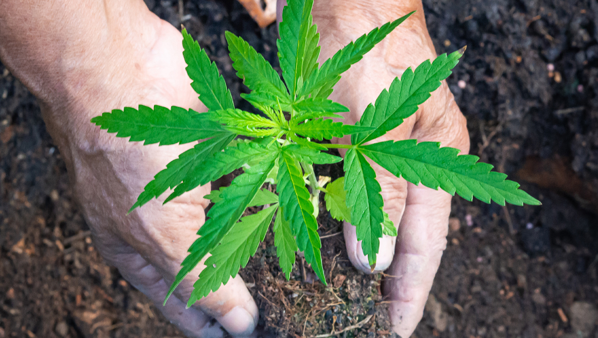 Top crop usage guide: pre-amended substrates