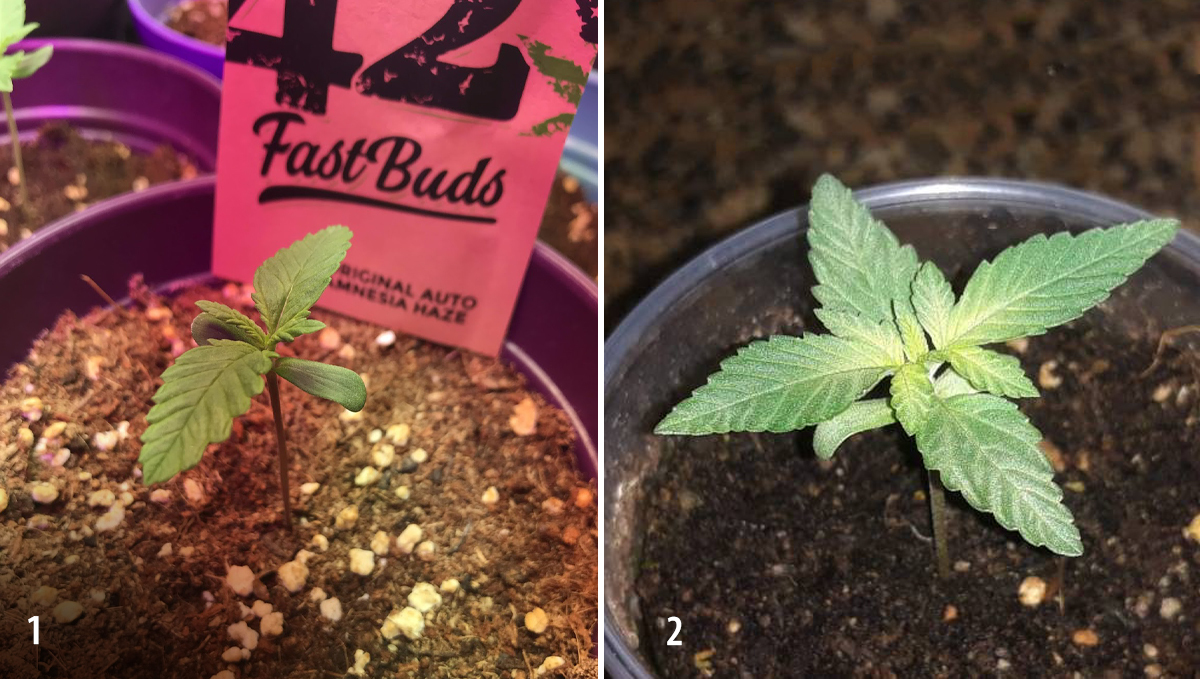 Amnesia Haze Auto: week 2