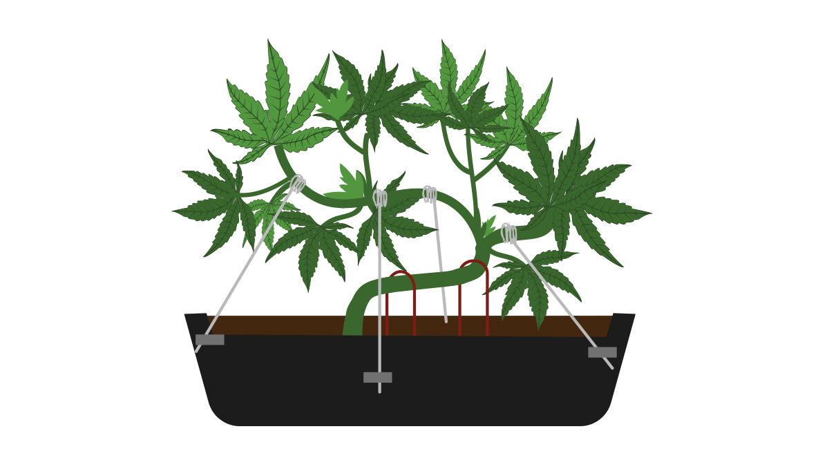 Wie man seinen eigenen Cannabis-Bonsai züchtet: Äste herunterbinden.
