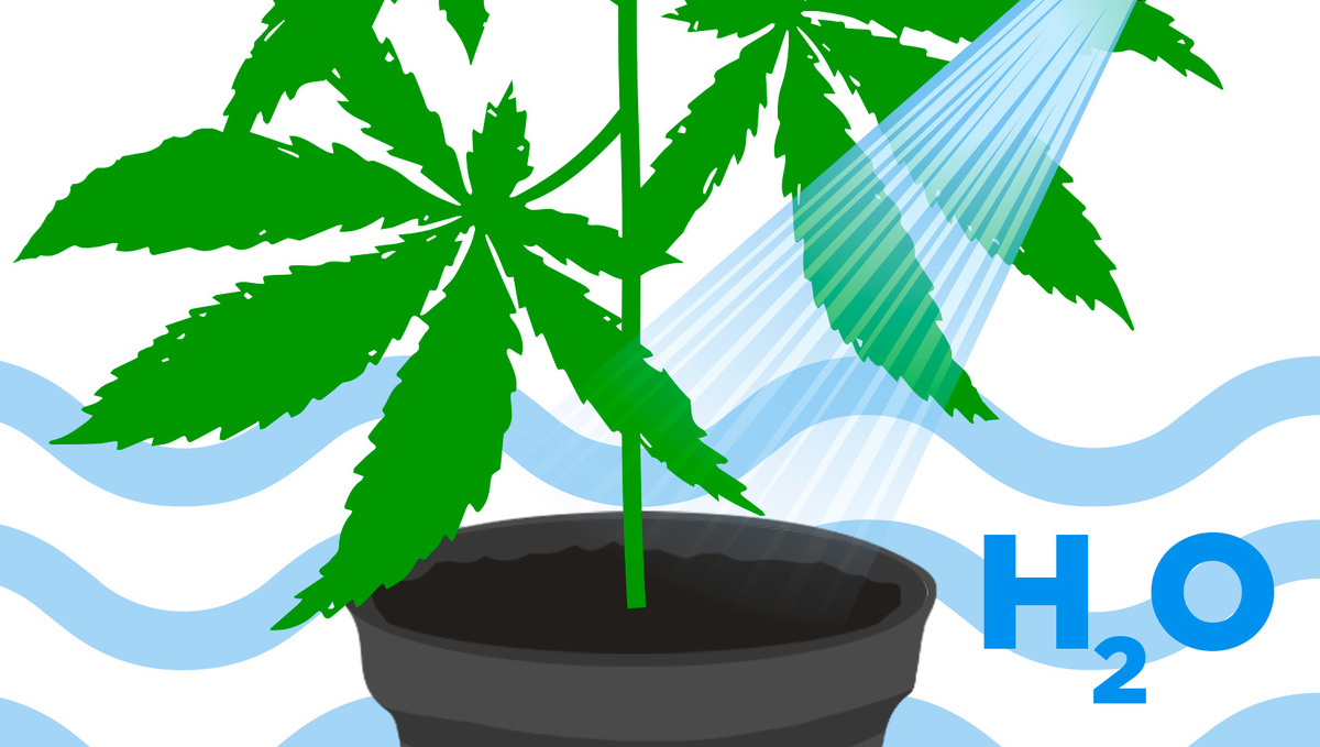 How often should I water my plants: flushing