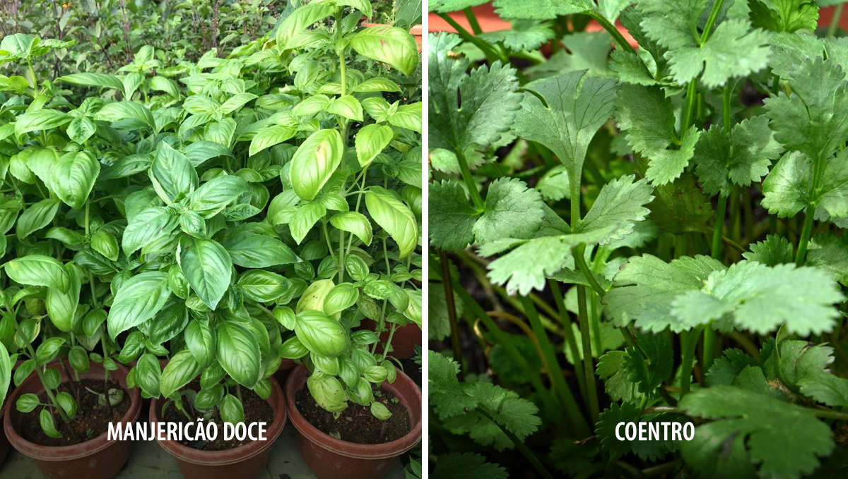 Plantas companheiras para cannabis: alimentos e ervas