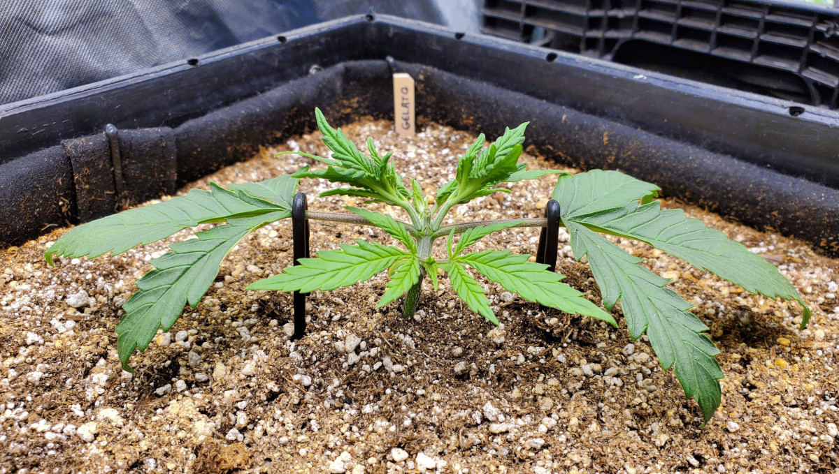 Gelato Auto Cannabis Strain Week-by-Week Guide: A seedling topped above the second node, with side branches tied down Gelato Auto Cannabis Strain Week-by-Week Guide: A seedling topped above the second node, with side branches tied down