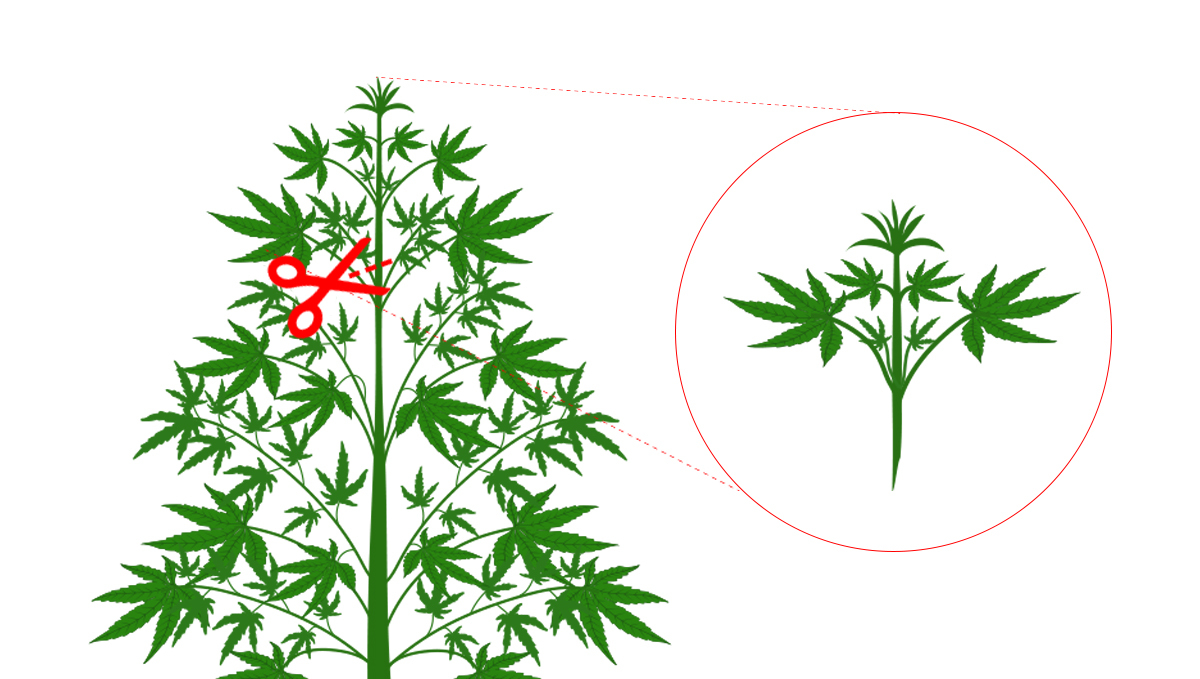 Genotype and phenotype: cloning Genotype and phenotype: cloning