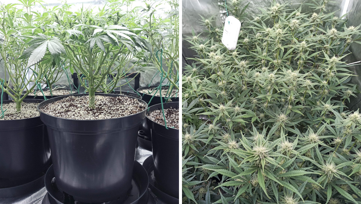 Strawberry Pie Auto Cannabis Strain Week-by-Week Guide: Lollipopped marijuana plants seen from below and above Strawberry Pie Auto Cannabis Strain Week-by-Week Guide: Lollipopped marijuana plants seen from below and above