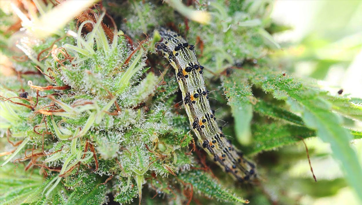 Look through the inner buds to check for caterpillars. Look through the inner buds to check for caterpillars.