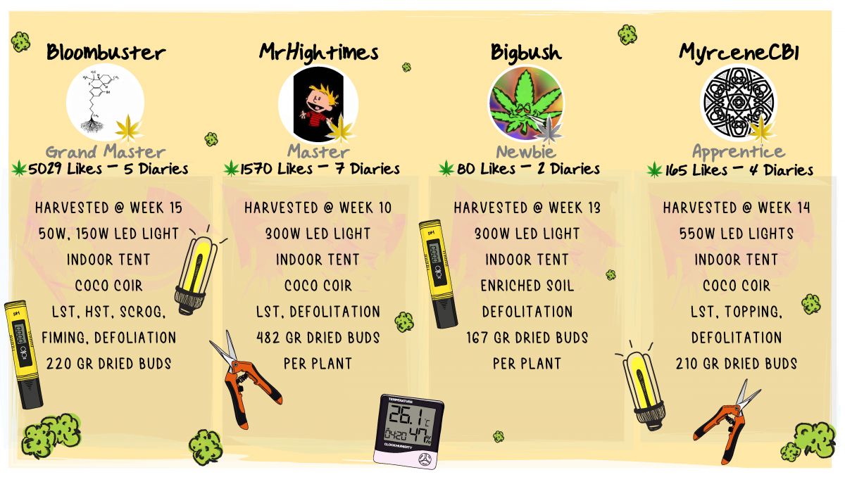 Gorilla Cookies Auto, guía semanal de la variedad: El resultado Gorilla Cookies Auto, guía semanal de la variedad: El resultado