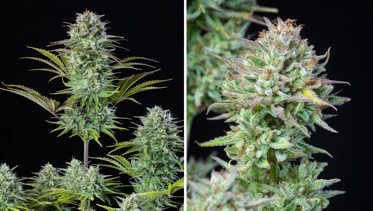 The top 5 fastest autos: kosher cake auto