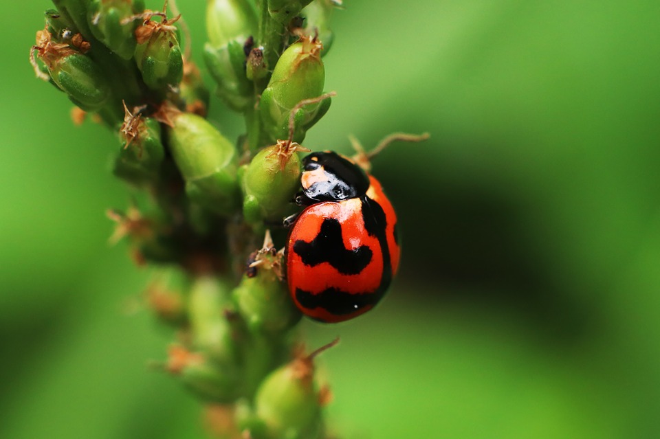 fastbuds ladybug.jpg