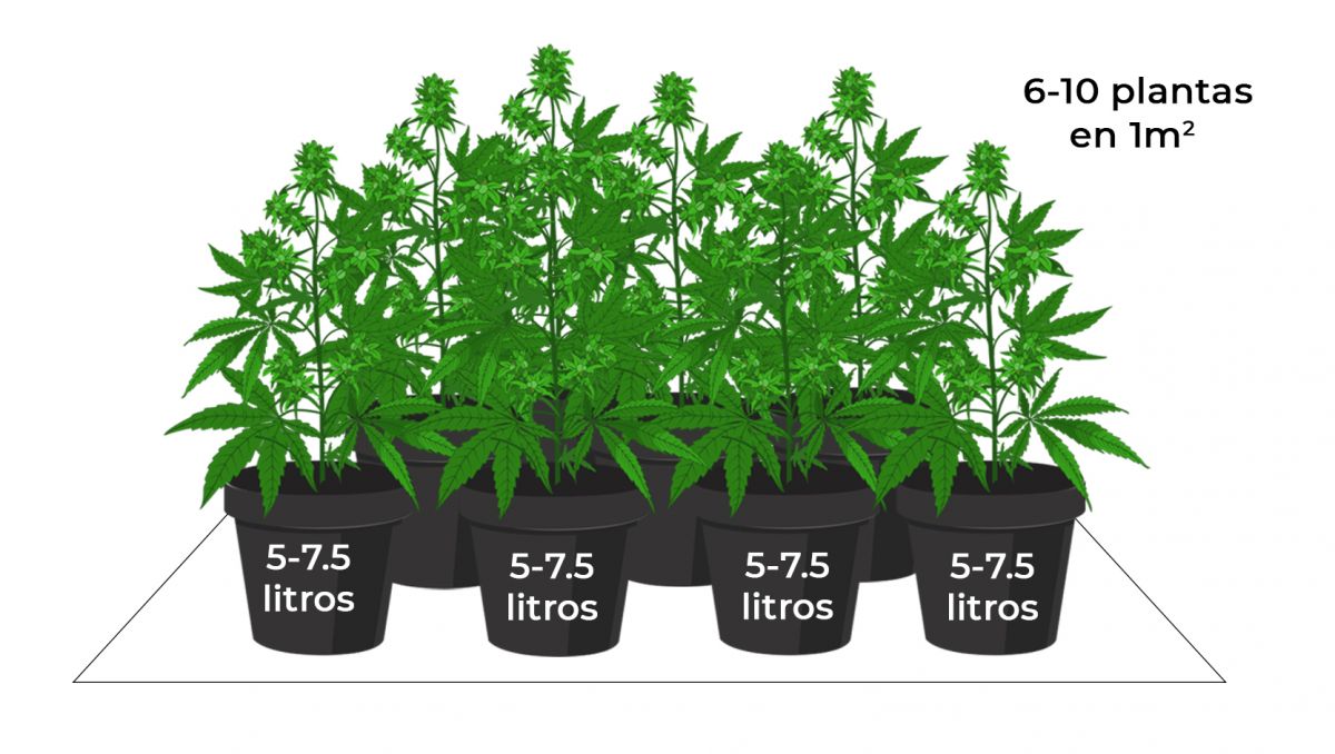 Cuánto rinden las autoflorecientes: marea verde Cuánto rinden las autoflorecientes: marea verde