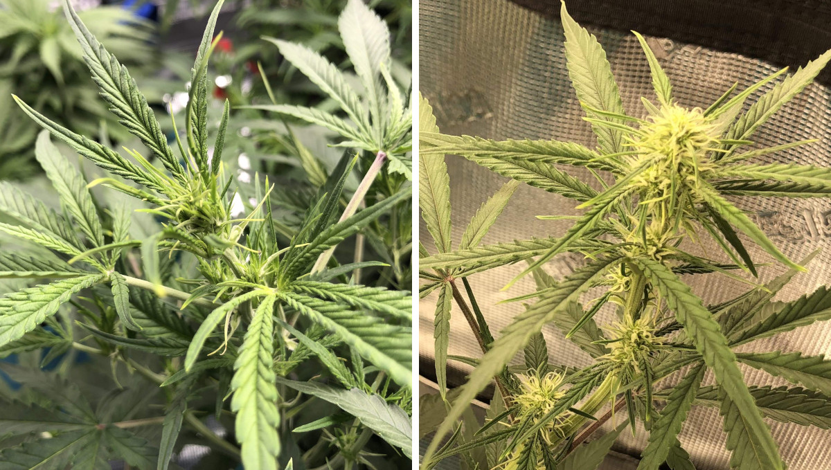 Gelato Auto Cannabis Strain Week-by-Week Guide: A marijuana branch with many preflowers and another one with developing bud sites Gelato Auto Cannabis Strain Week-by-Week Guide: A marijuana branch with many preflowers and another one with developing bud sites