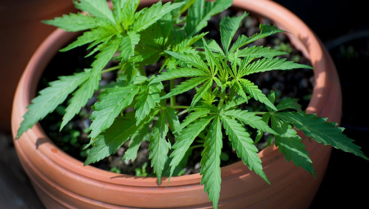 Tipos de vasos para o cultivo de autoflorescentes: vasos de argila