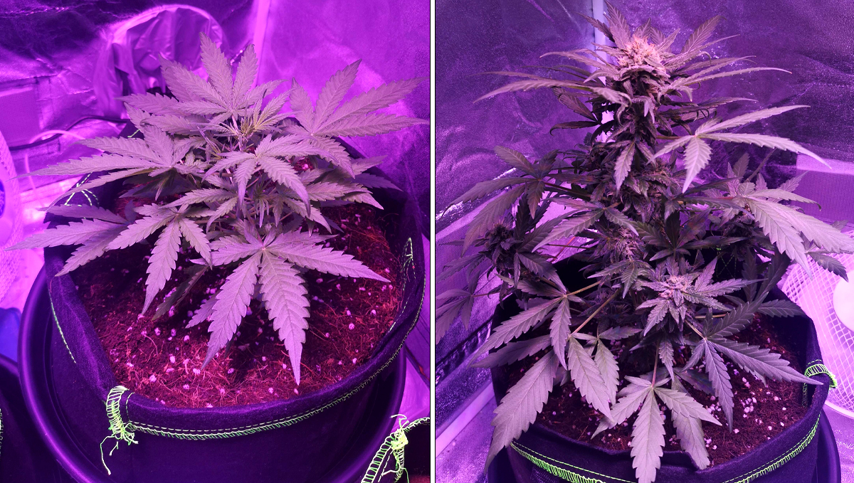 Micro Growing Cannabis: nutrients Micro Growing Cannabis: nutrients